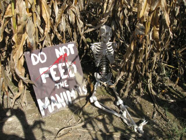 4 Fabulous Corn Mazes in Washtenaw County